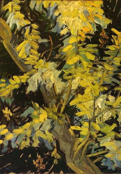 Vincent Van Gogh Blossoming Acacia Branches oil painting image